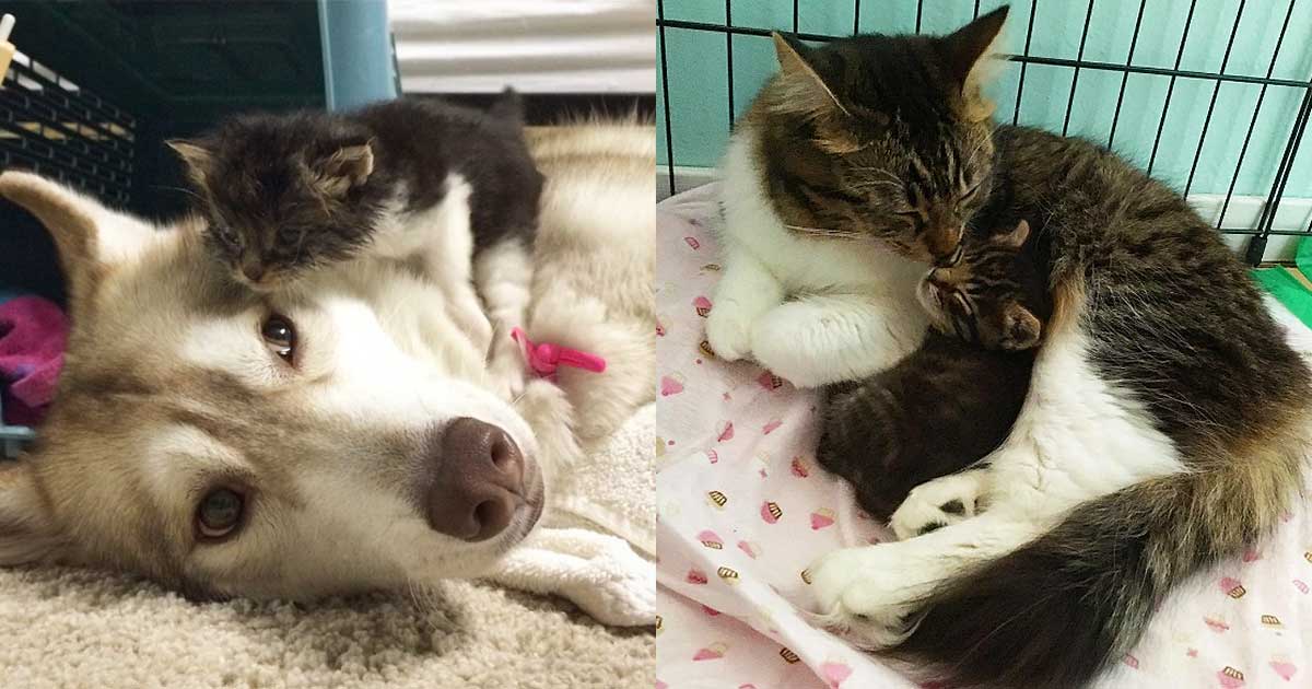 Cat Once Rescued by Loving Dog Now Returns the Favor for Orphaned Kittens