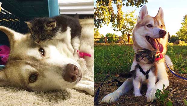 Stranded Kitten Close to Death Has Miraculous Recovery Thanks to Mothering Husky