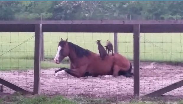 Watch These Adorable Baby Goats Climb All Over Their Equine Friend