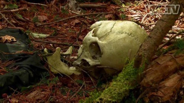Aokigahara Forest