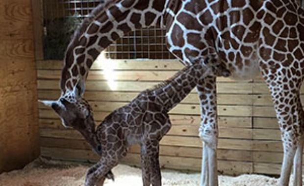 Millions Who Watched April the Giraffe Give Birth Can Now Name the Calf