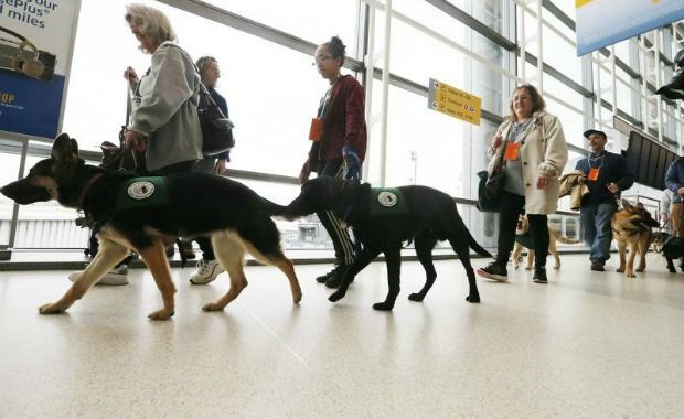 Delighted Air Travelers Treated to ‘Seeing Eye’ Puppies in Training