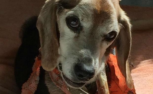 There Is a Hospice for Senior Dogs to Happily Live Out Their Final Days