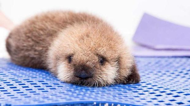 These Cuddly Baby Otters Will Make You Fall in Love