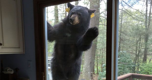 Bear Smells Fresh Brownies and Refuses to Budge From Woman’s Porch