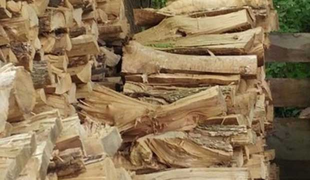 Where’s the Hidden Cat in This Photo? Almost No One Can Find It.