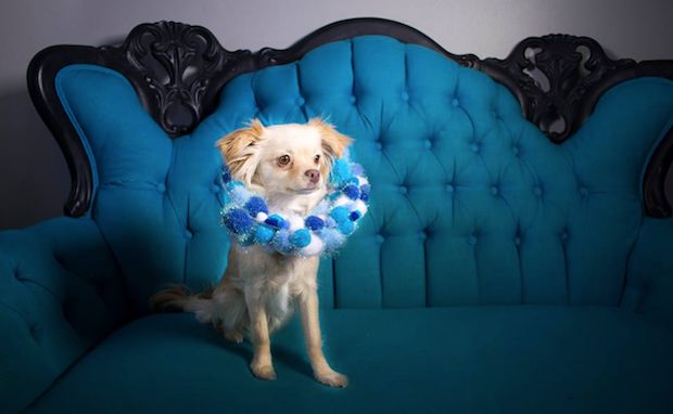 ‘Cones of Fame’ Turns Dreaded Dog Cones Into Works of Art to Help Dogs Find Forever Homes