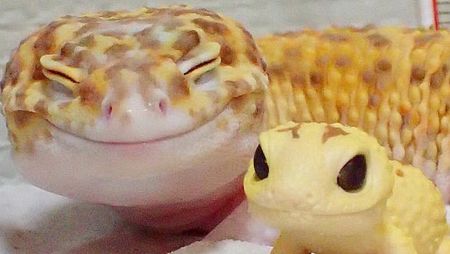 A Gecko and Its Toy Doppelgänger Take the Internet by Storm