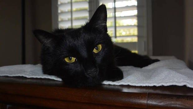 Cat Missing Since 2015 Reunited With Owner Thanks to Identification Chip