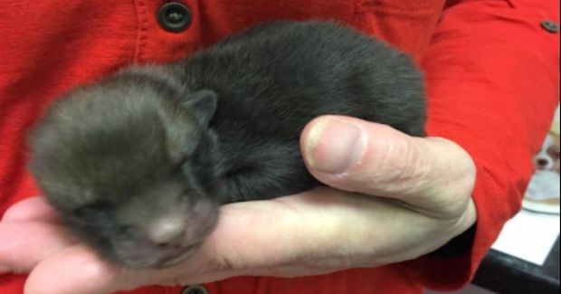 Man Rescues Five Abandoned Puppies and Discovers That They Are Fox Cubs