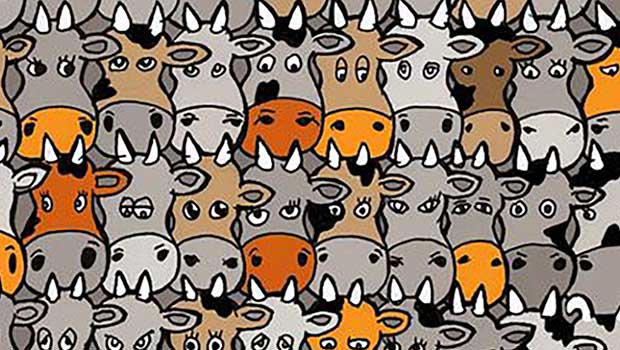 Can You Find the Dog Hidden in This Herd of Cows?