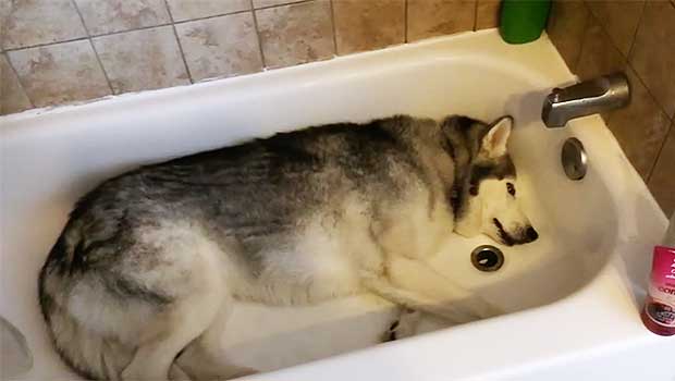 Zeus the husky