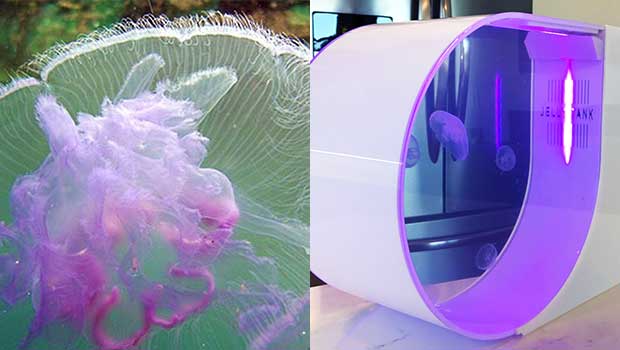 Fish Tanks Are So Last Year; Upgrade Your Home or Office Decor With This Gorgeous Jellyfish Tank