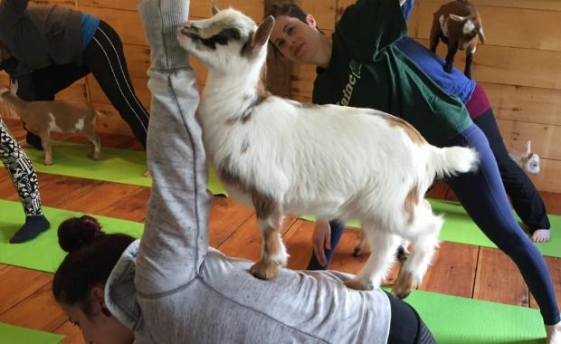 This Yoga Class Achieves Namaste With Goats
