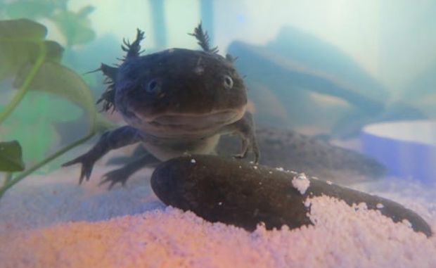 Man Stumbles Upon an Abandoned Fish Tank and Finds Three Exotic Animals Living Inside