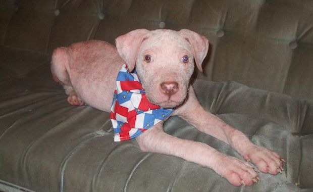 Animal Shelter Employee Has Epic Reunion With a Sick Dog He Helped Save