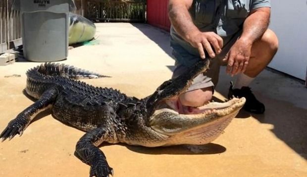 Florida Girl Survives Alligator Attack With Trick She Learned in Gatorland