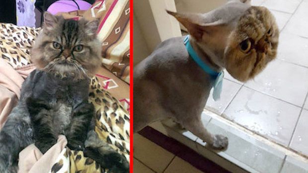 This Cat’s Trip to The Groomer Yielded a Hilarious New Look