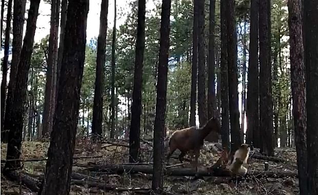 Video Captures Mama Elk Facing Off Grizzly to Protect Her Baby