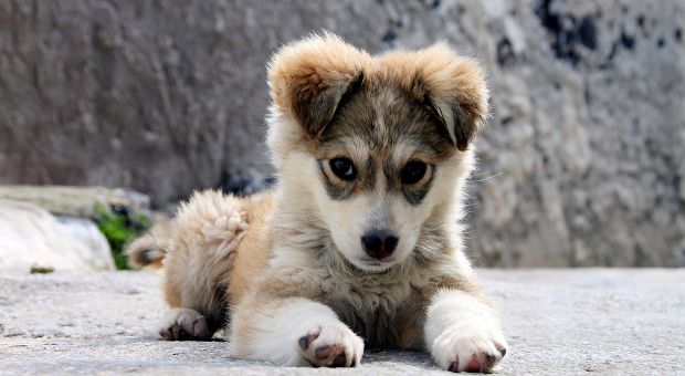 7 Ways to Love Your Pet This National Pet Week