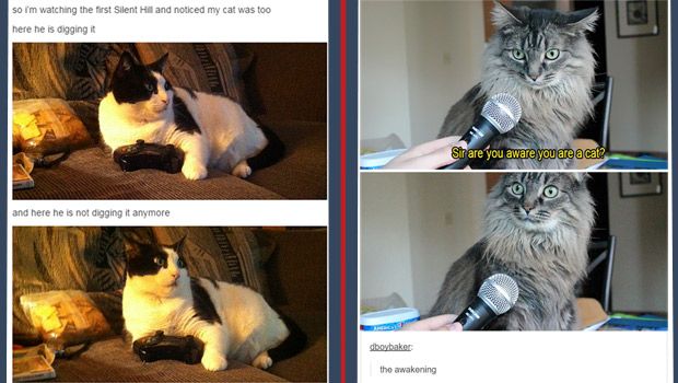 The Best Cats From Tumblr and the Darndest Things They Did