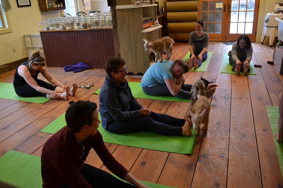 Goat Yoga Is All the Rage at Jenness Farm in Nottingham, New Hampshire