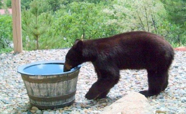 Secret Camera Helps Family Discover That a Bear Turned Their Water Barrel Into a Jacuzzi