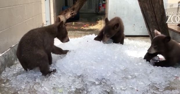 Watch These Cute Bears Find a Clever Way to Beat the Heat