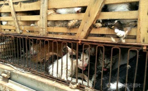 500 Cats Destined to be Slaughtered for Food Have Been Saved by Chinese Police