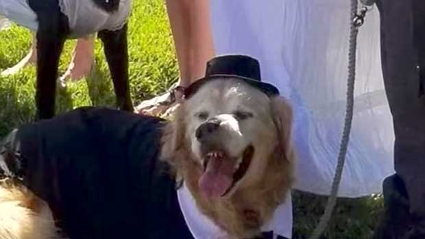 Dog Dying From Terminal Cancer Gets Hitched as Part of His Bucket List