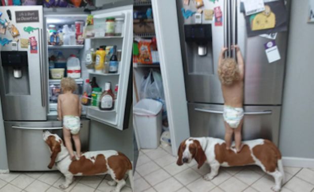 This Toddler and Dog Have Crafted the Ultimate Plan to Raid the Fridge