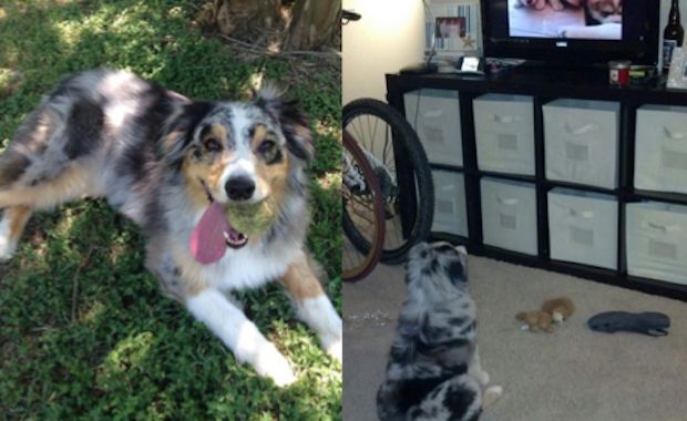 Watch This Adorable Dog Run to Get Her Bed so She Can Watch TV Comfortably