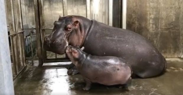 Prematurely Born Baby Hippo Finally Reunites With Mother in Adorable Video