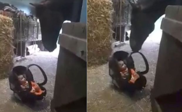 Baby Girl and Horse Quickly Become Friends in Viral Video