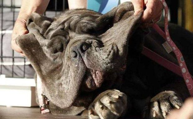 Meet Martha, the Winner of the World’s Ugliest Dog Contest