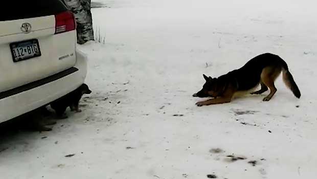 Playful German Shepherd Dad Pounces Around With His Puppy Pack