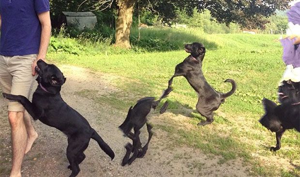 15 Panoramic Dog Photos Guaranteed to Freak You Out