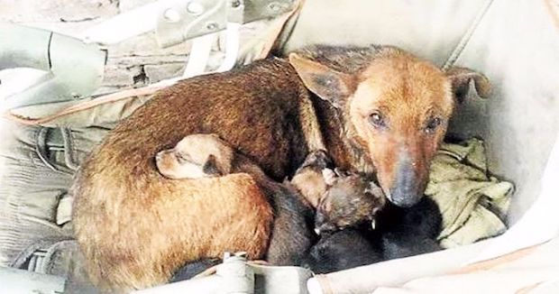 Stray Dog Finds Abandoned Baby in Alley and Keeps it Warm Until Help Arrives