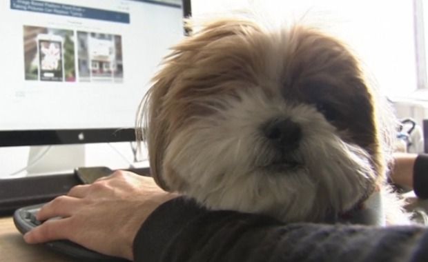 These Companies Have Gone to the Dogs With Pet-Friendly Workplace