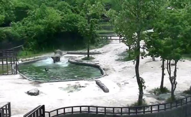 Watch Elephant Family Rescuing Baby Calf From Drowning in Seoul Zoo Pool