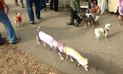 Panorama Dog Photos Guaranteed To Freak You Out