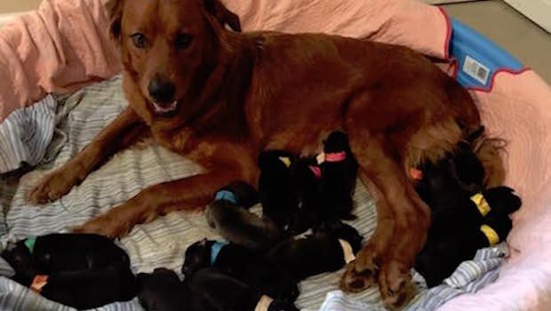 Dog Rescued From Certain Death Gives Birth to 18 Puppies