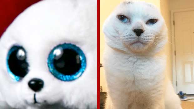 This Cat Bears an Uncanny Resemblance to a Stuffed Animal Seal