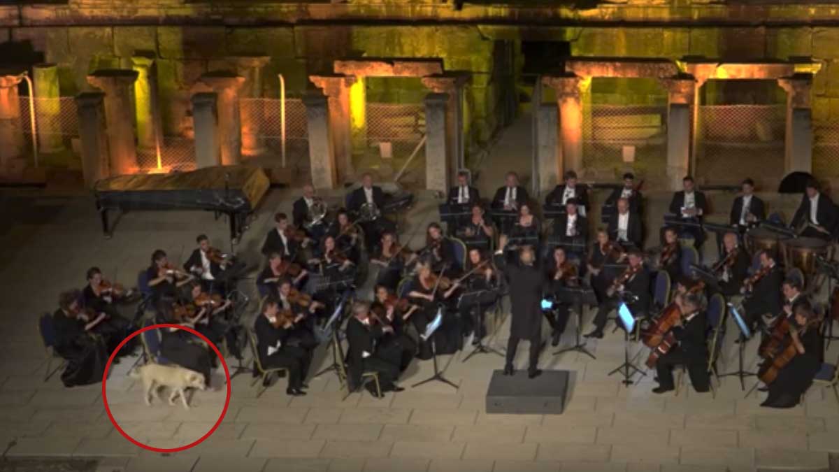 Dog Interrupts Live Orchestra Performance in Cutest Way Possible
