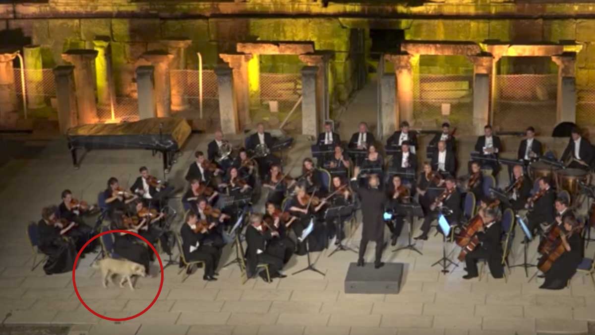dog interrupts live orchestra