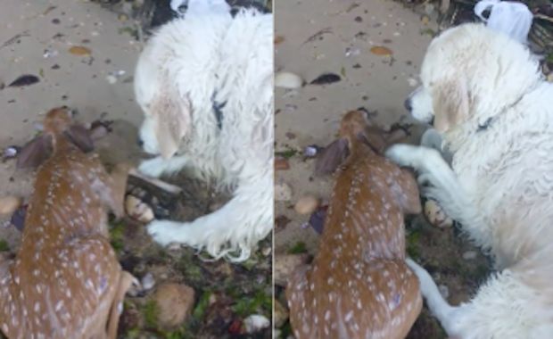 Golden Retriever Rescues Drowning Baby Dear