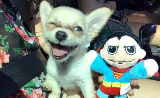 Abandoned Puppy at Las Vegas Airport Is Carefully Selecting His Adopters