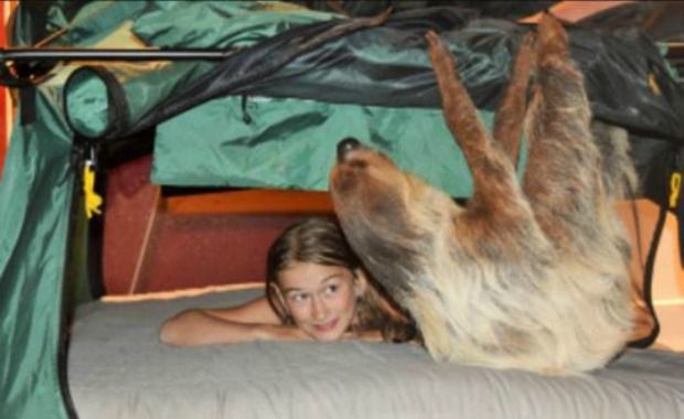 Wildlife Sanctuary in Oregon Offers Sloth Sleepovers