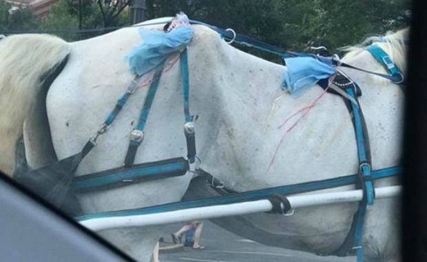 Mistreated Carriage Horse Finally Getting Help Thanks to This Viral Photo