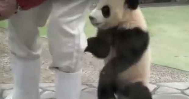 Adorable Panda Can’t Keep Still for a Photographer
